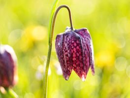 Heb jij al gestemd? Zwolse tulp in race voor titel Nationale Bloem
