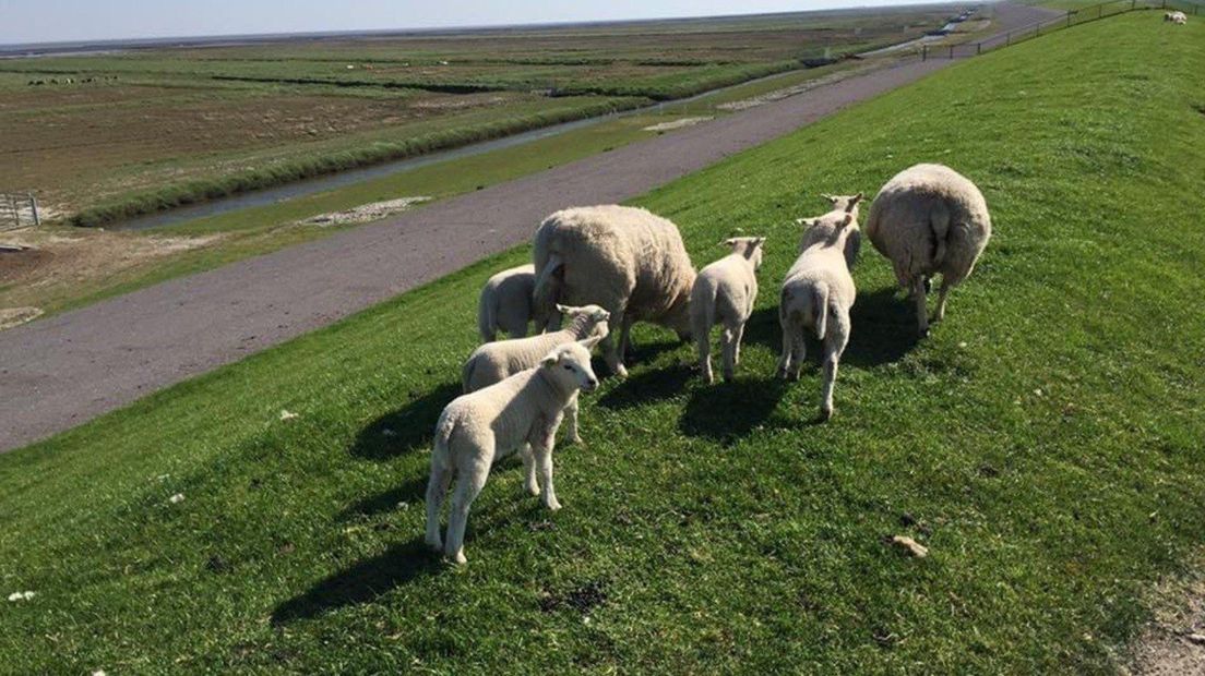 Schapen op de dijk