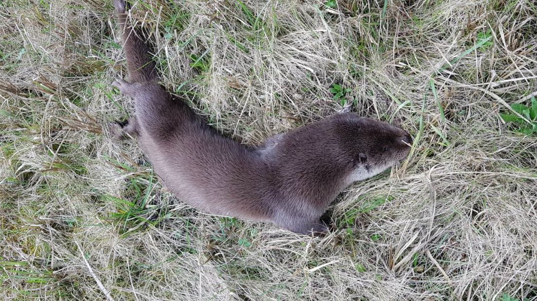 De boswachter hoopt dat er maatregelen genomen worden om het doodrijden van otters te voorkomen I