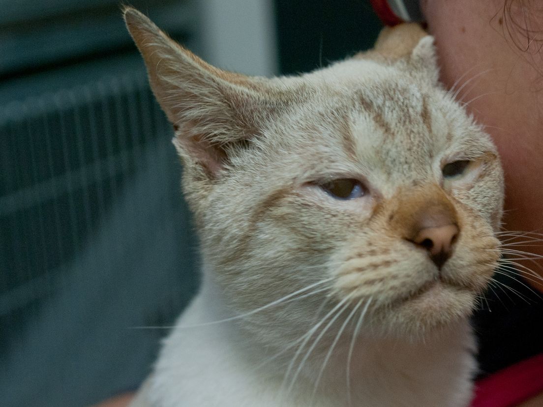 Kat Krabt De Krullen Van De Trap