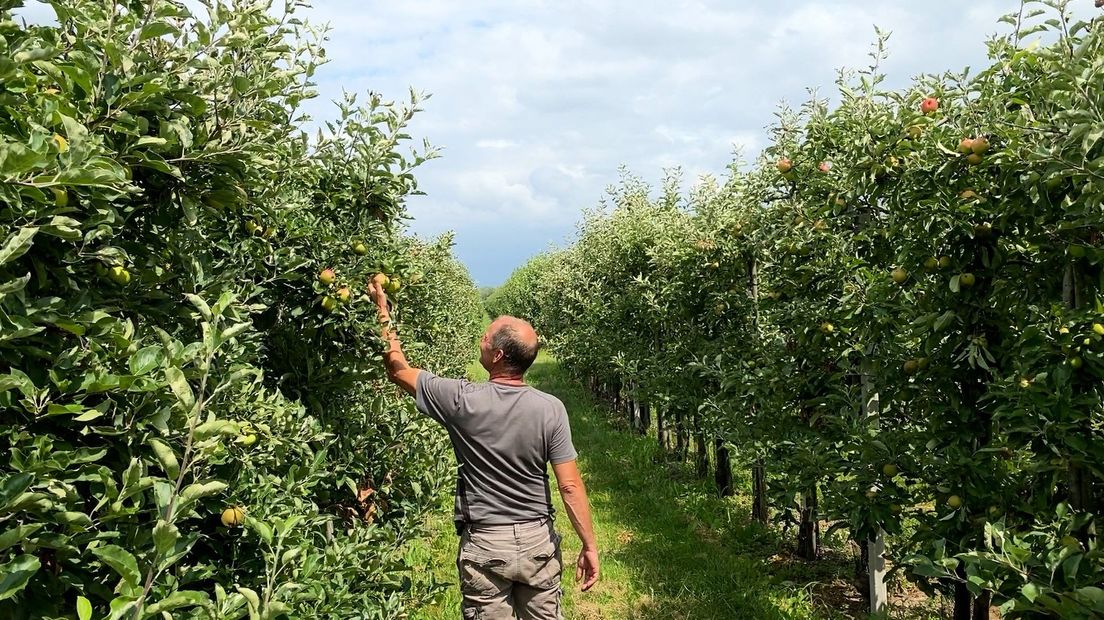 Na de hitte van de afgelopen weken inspecteert fruitteler Wim Oskam zijn boomgaard