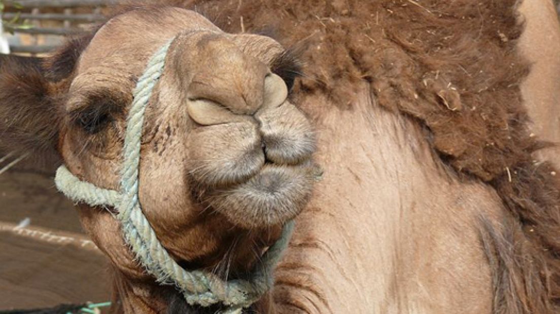 Kamelenverhuurder platgebeld na Makro-actie