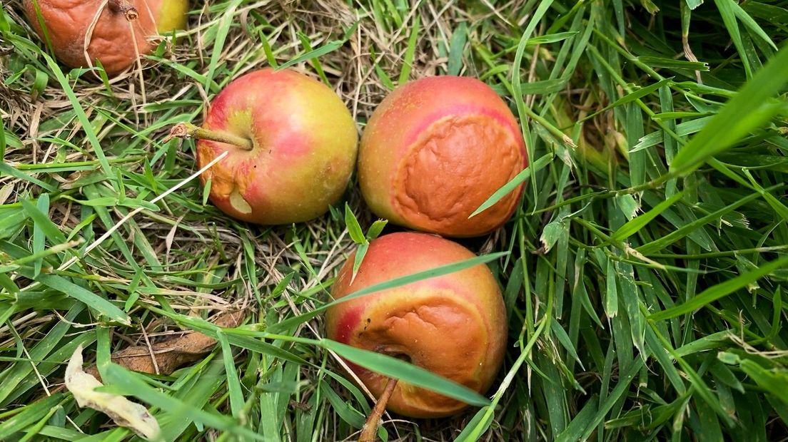 Zo zien de appels eruit als ze zijn aangetast door de hitte