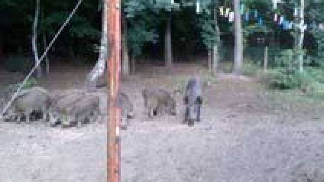 Vrouw voert zestig zwijnen in tuin