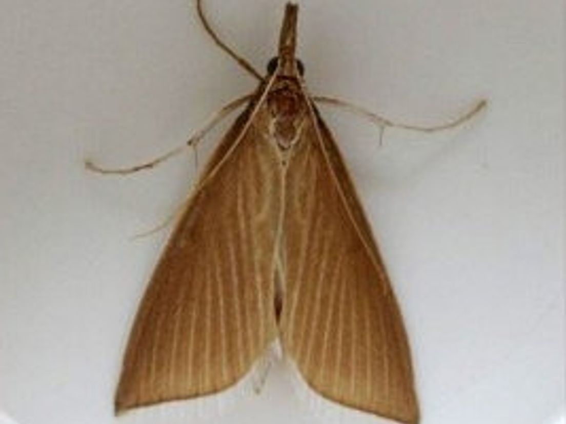 mantelmot_6ab3d0d91d335827c12578c7002c6c35.jpg