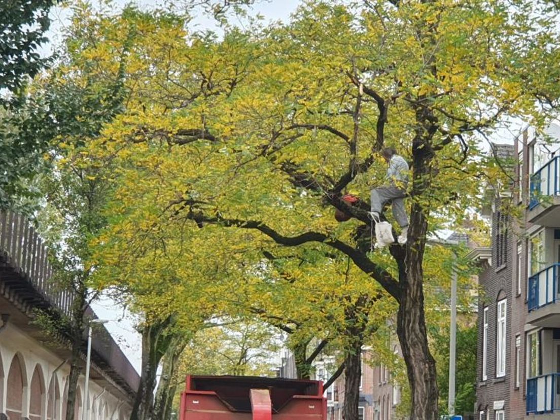 'Toury uit de Teilingerstraat' klom in een van de bomen om de kap te voorkomen