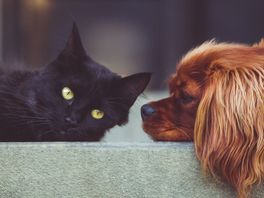 Stichting Minimaatje helpt met zorg voor hond of kat: 'Huisdieren zijn belangrijk voor mensen'