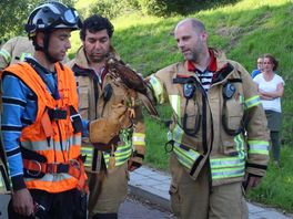 VIDEO: Brandweer redt buizerd uit benarde positie