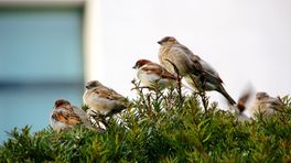 Top tien van Drentse tuinvogels: de huismus