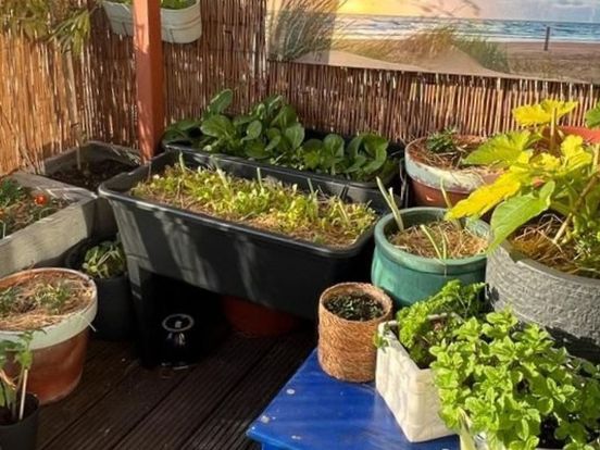 Moestuintips: hoe kun je eten van je eigen balkon?