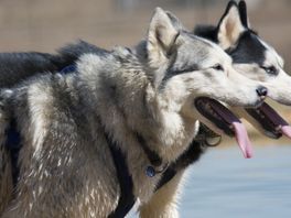 Utrechter die husky's Whisky en Baco onder invloed mishandelde krijgt taakstraf: 'Houden van dieren is niet vrijblijvend'