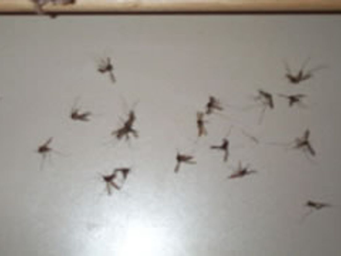 14-10-muggen.jpg