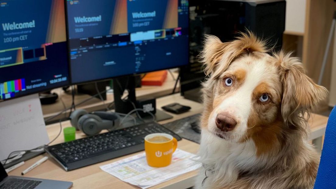 Een hond op kantoor is lang geen gek idee, zegt de dierenarts.