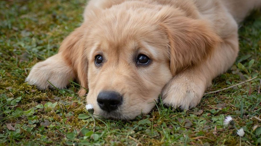 Een Golden Retriever, ter illustratie.