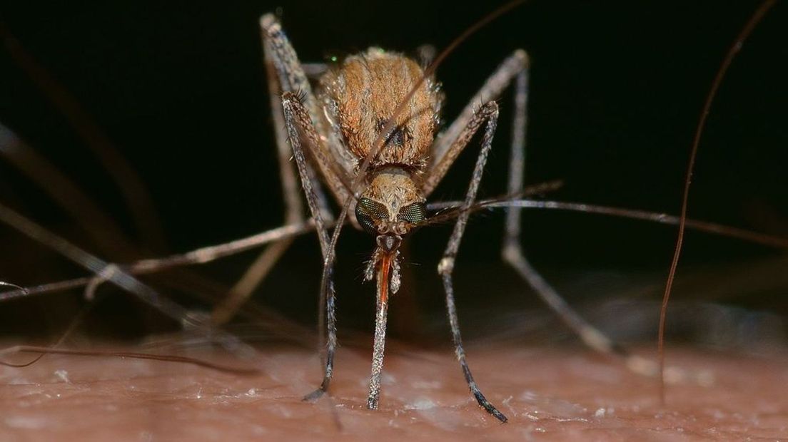 Muggenbulten zorgen voor flinke jeuk.