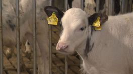 Provincie heeft geld om boeren uit te kopen, maar nog geen toestemming