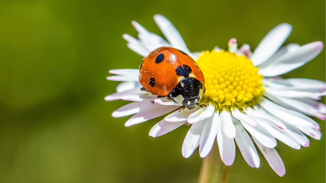 Lieveheersbeestje op bloem.