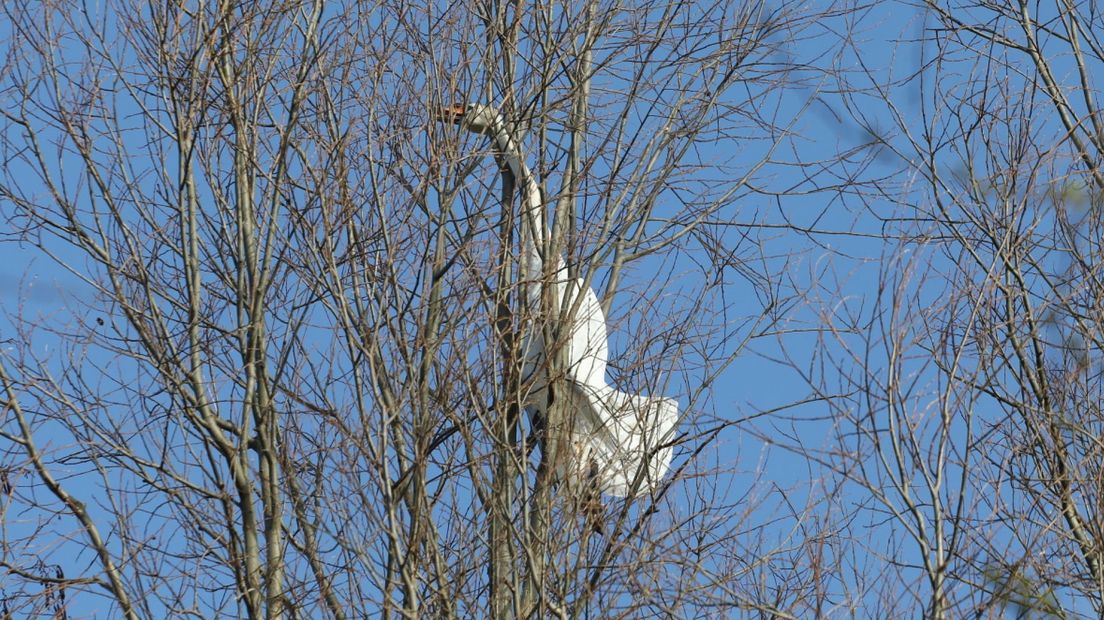 Het lichaam van de overleden zwaan zat vast in de boom