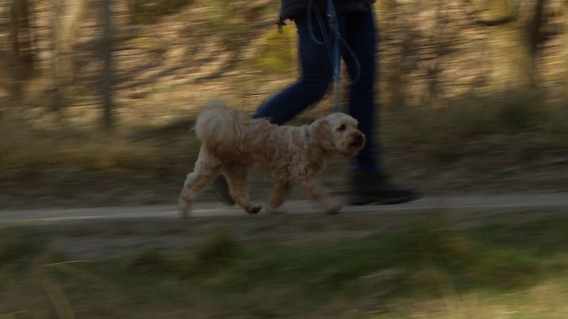 Een hond aan de lijn op Westerschouwen