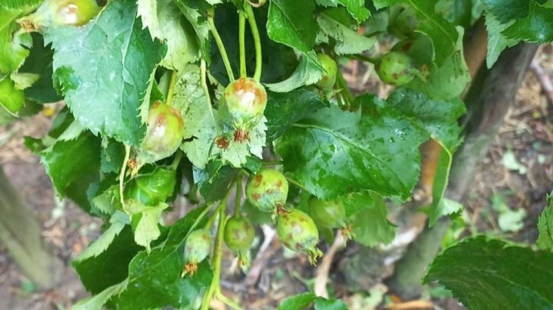 De Jonagold appels in de boomgaard van Corné en Anne na de hagelstorm van donderdag.