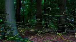 Hoezo vroeg donker?! Paddenstoelen en zelfs kevers geven licht