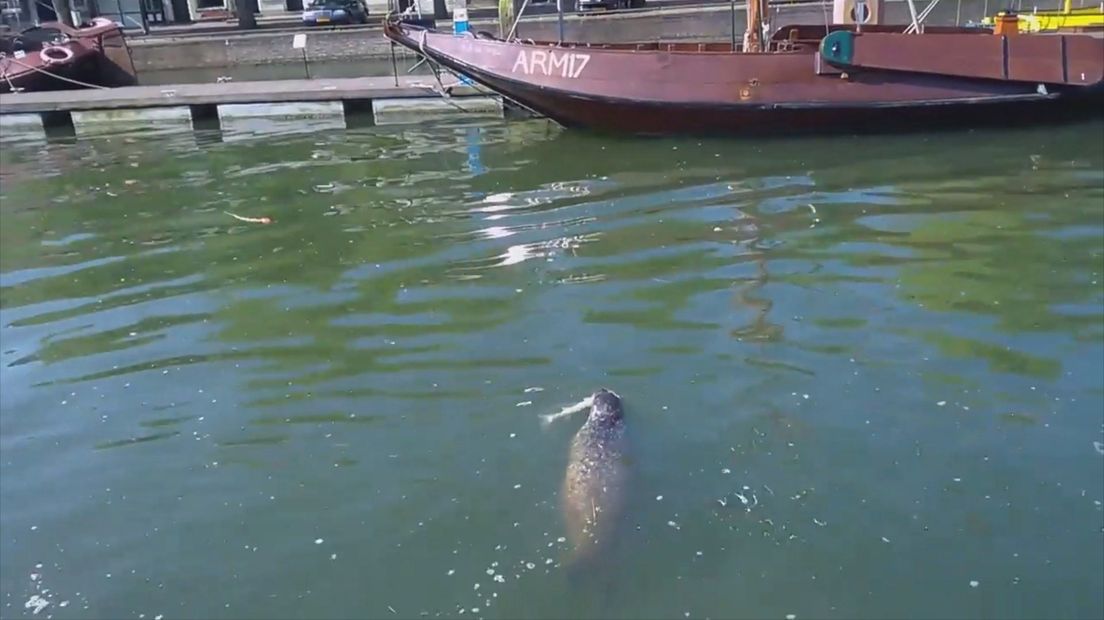 Zeehond bezoekt binnenstad van Zierikzee
