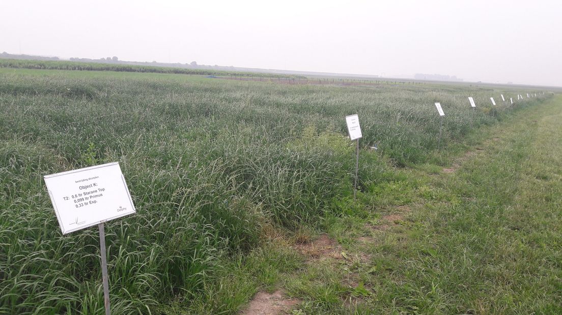 Graszaak is bespoten met verschillende bestrijdingsmiddelen. Daarna wordt gekeken naar de uitwerkingen.
