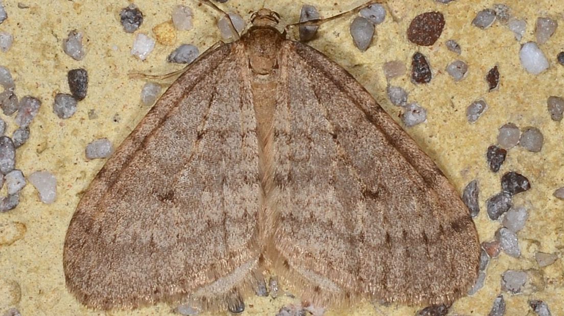 De kleine wintervlinder komt veel voor en vliegt in de winter (Rechten: Free Nature Images/Ab Baas)