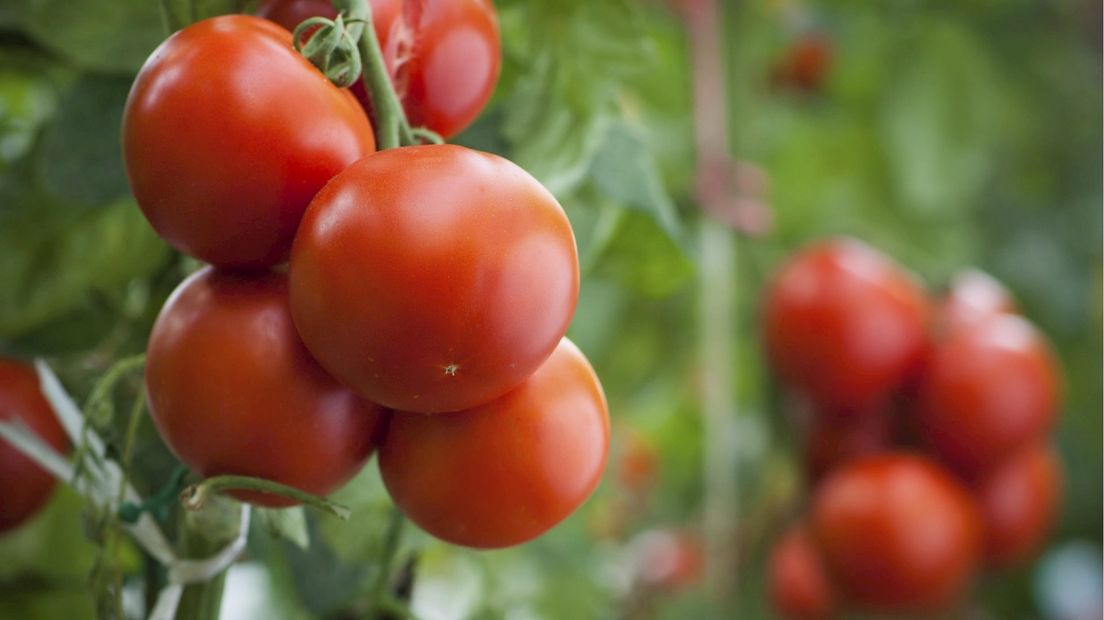 Tomatenplant