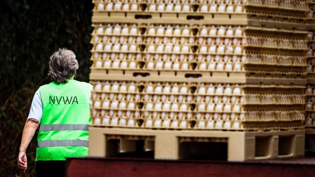De NVWA moest 41.000 kippen ruimen.