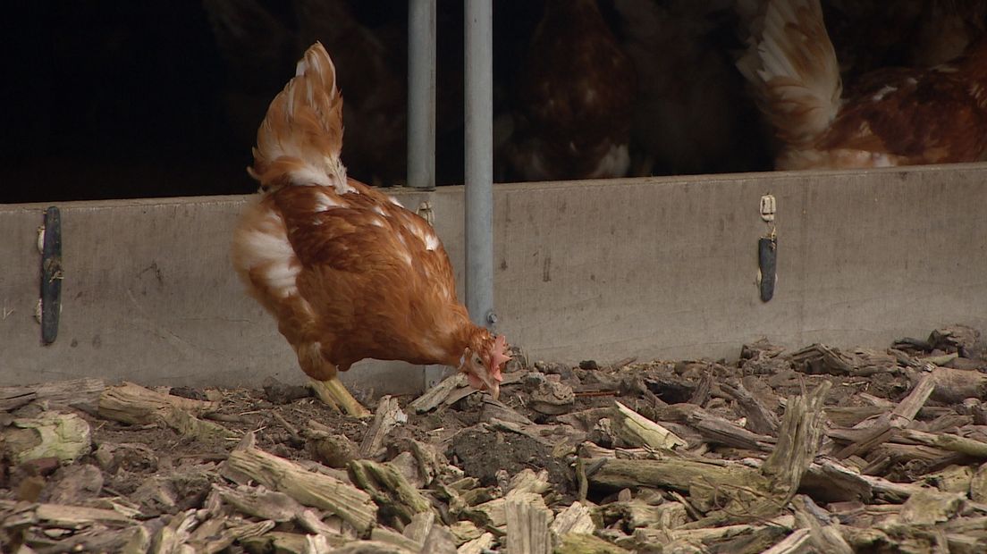 Kippen weer naar buiten, ophokplicht voorbij