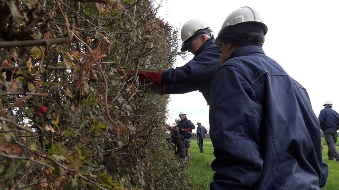 Vrijwilligers zijn druk met het vlechten van de heg.