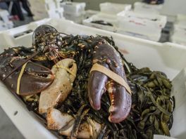 Zeven Utrechtse vishandelaren willen wel stoppen met levende kreeft
