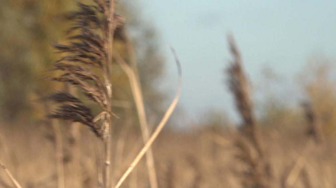 TV West Nieuws