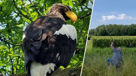 Dierenarts 'schiet' voortvluchtige Stellers zeearend