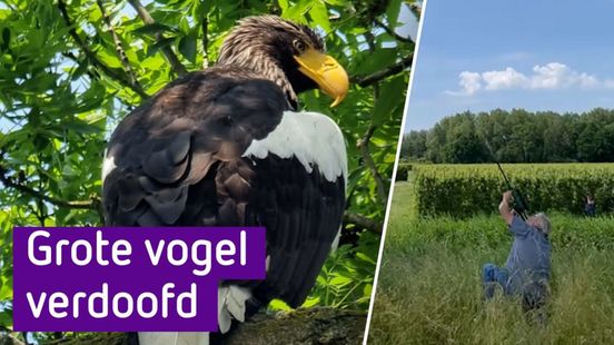 Stellers zeearend gevonden