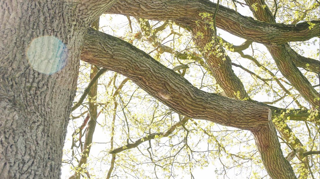 In Ommen kunnen bomen met nesten op een interactieve kaart worden gemeld