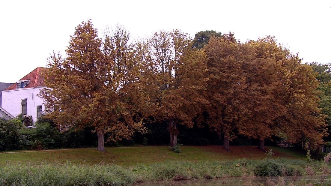 Veel kastanjebomen zijn al bruin of kaal, zij zijn aangetast door vraat van de Kastanjemineermot