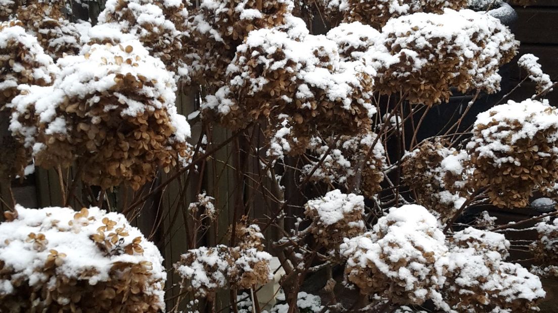 'Hortensia's met laagje sneeuw, het lijken wel oliebollen met poedersuiker', aldus de maker