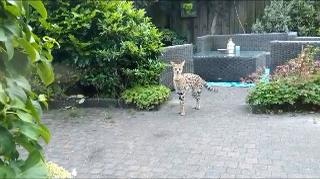 De ontsnapte serval in de tuin van Van Herk