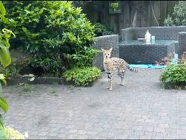'Een serval is niet geschikt als huisdier'