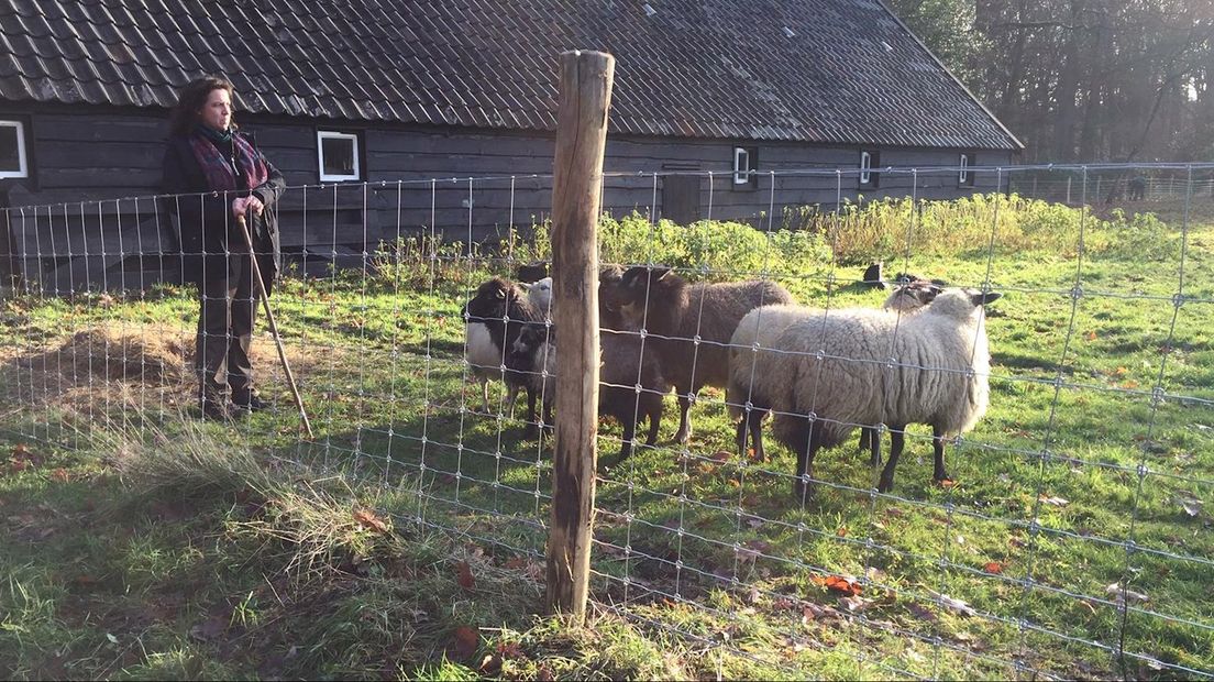Een hek moet schapen beschermen tegen wolven