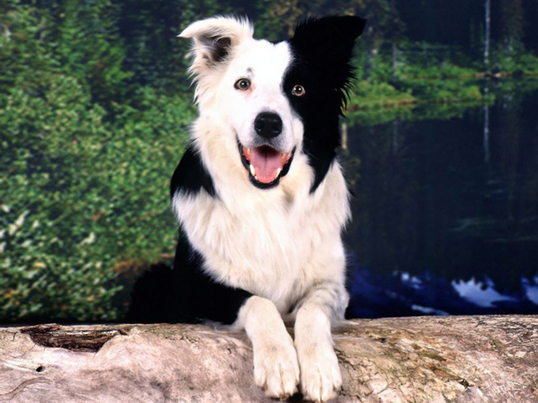 Border-Collie.cropresize.tmp.jpg