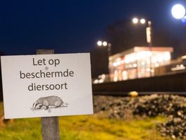 Dassen rukken op in Nederland, waar zitten ze in Overijssel?