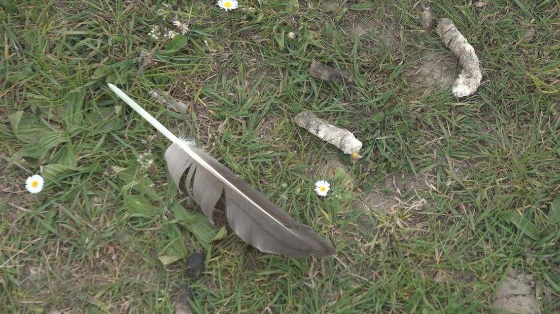 Dit laten de ganzen achter als ze hebben gegeten van het gras dat bestemd is voor koeien.