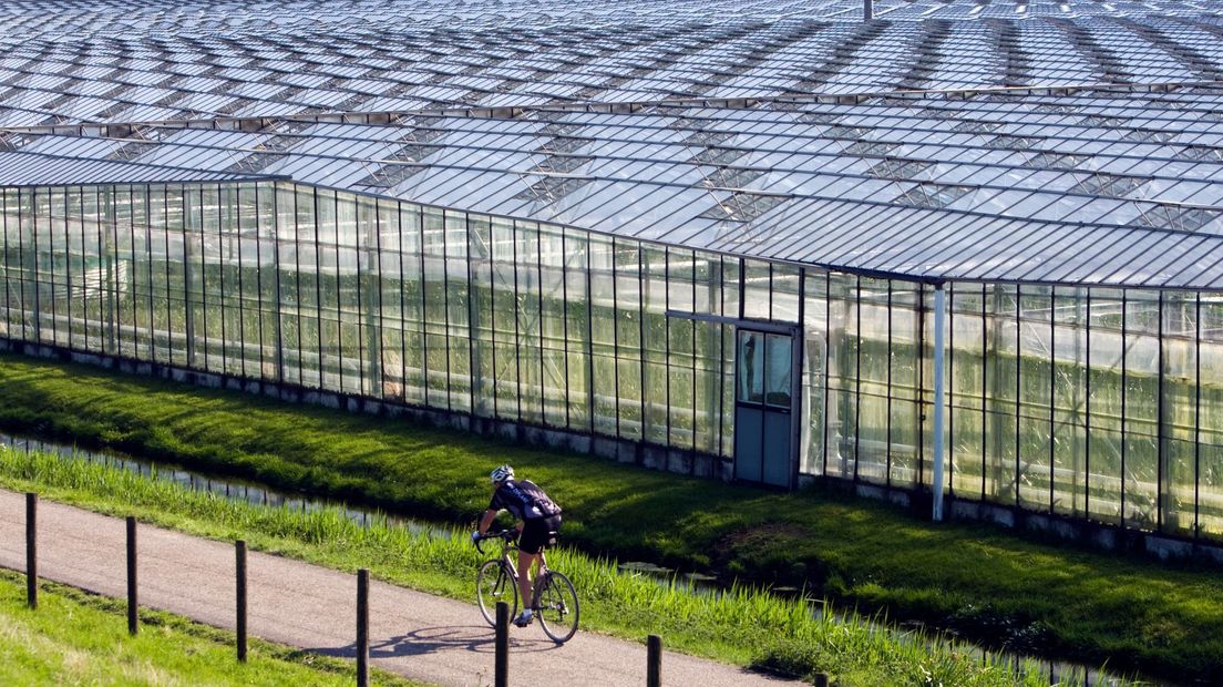 Veel migranten werken in de Westlandse glastuinbouw