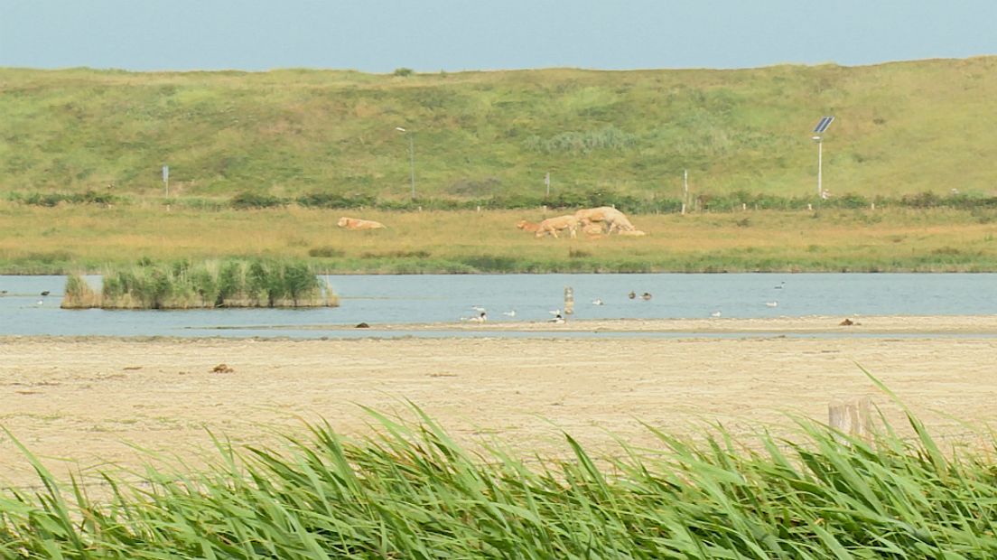 Watervogels hebben het moeilijk in natuurgebied Noordervroon
