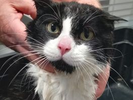 Kat gered die weken vastzat onder brug in centrum
