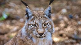 De lynx komt mogelijk naar Gelderland: er zijn nu al zorgen