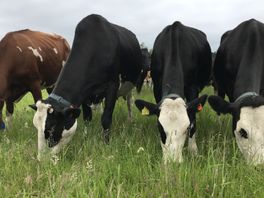 Helft Drentse melkveehouders meldt zich aan voor programma om te verduurzamen